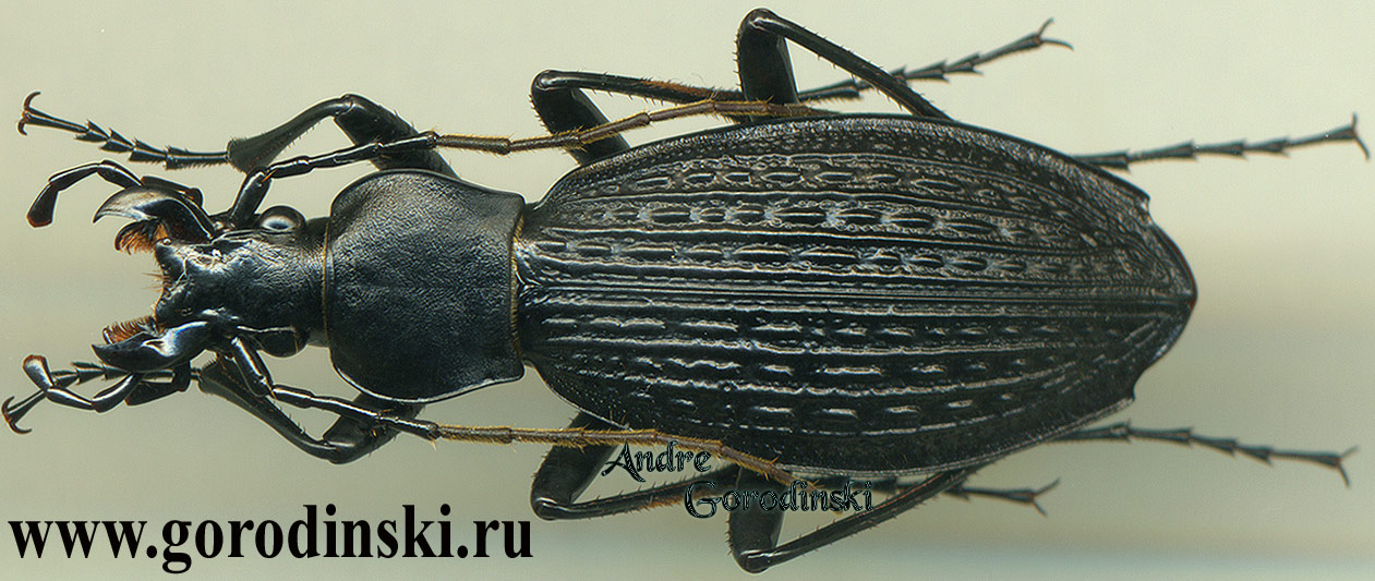 http://www.gorodinski.ru/carabus/Apotomopterus ngi ngi.jpg